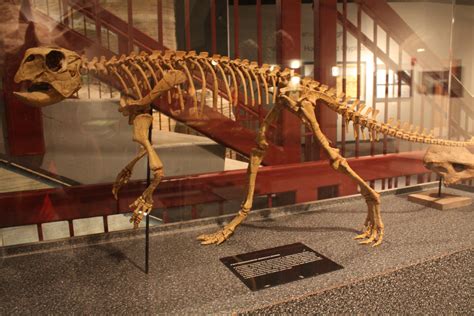 Пситтакозавр – Psittacosaurus – Динозавры