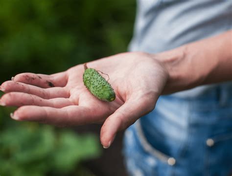 how to grow cucumber