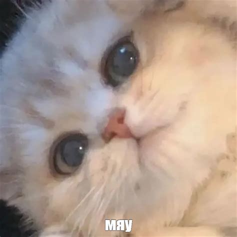 Мем: "мяу" - Все шаблоны - Meme-arsenal.com