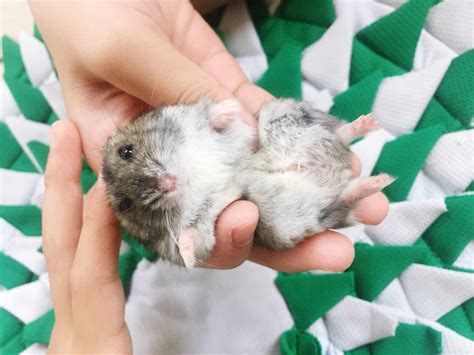 hamster macho  femea librain