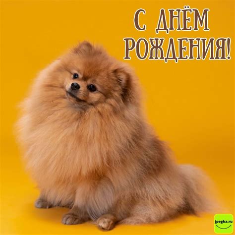 Открытки с Днём рождения с собаками: 65 картинок
