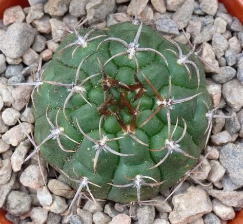 Gymnocalycium Parade: Gymnocalycium mucidum