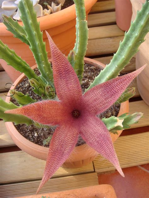 Selina: Stapelia grandiflora