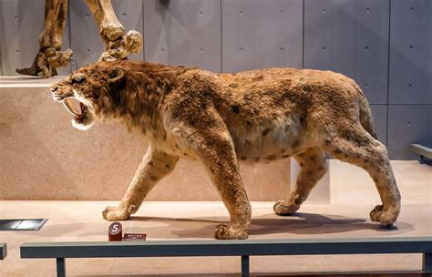 Sabre Toothed Tiger Anatomy