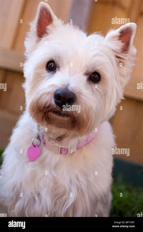 Westie hi-res stock photography and images - Alamy