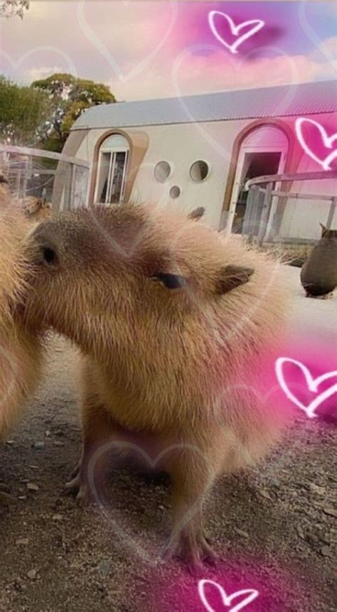 Капибарики 💋 | Капибара, Котята, Животные