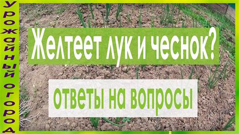 ОТ ЧЕГО ЖЕЛТЕЕТ ЛУК И ЧЕСНОК?!И ЧТО ДЕЛАТЬ?! - YouTube