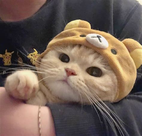 𝘛.𝘋.𝘓 | Cute cats and dogs, Baby cats, Pretty cats
