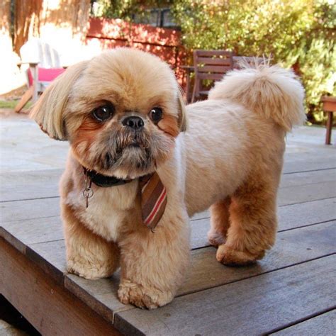 How To Teddy Bear Cut Shih Tzu - Shih Tzu Dog