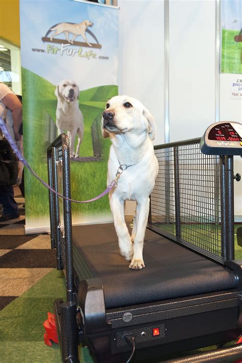 State-Of-The-Art Dog Exercise Equipment
