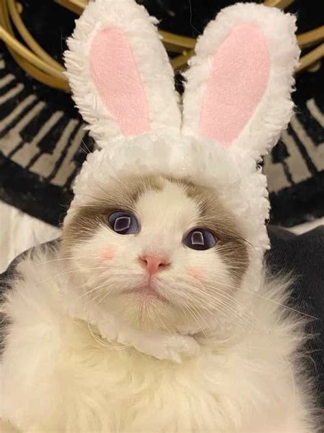 Ghim trên દ ᵕ̈ ૩ Quàng thượng/ Cats༊࿔ཾ