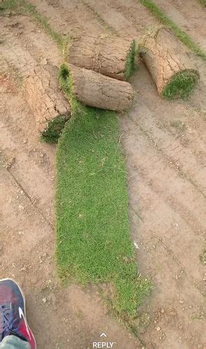 Carpet grass at ₹ 25/sq ft | Gardening Kits, Service and Landscaping ...