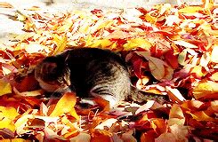 Cat Playing in Fall Leaves - Cats Photo (35819285) - Fanpop