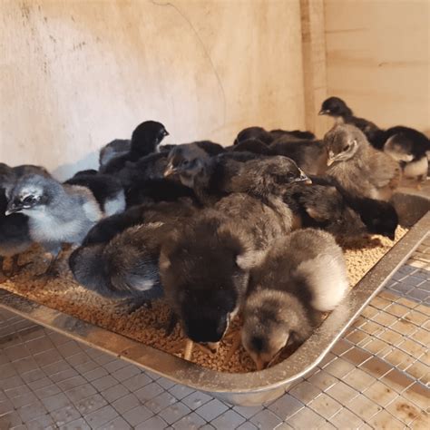 ayam kub mandiri jual ayam hias