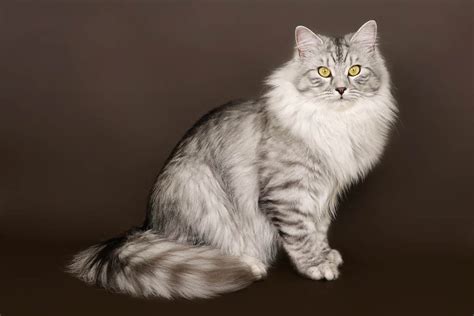 Siberian Cat Breed Information - Cat-World