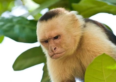 Capuchin Monkey Behavior - AnimalBehaviorCorner