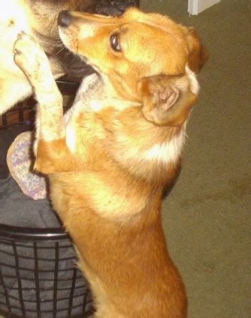 Sheltie Beagle Mix