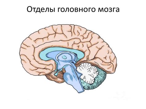 Головной мозг - презентация онлайн