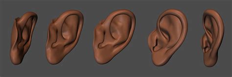 3D model anatomy Human ear | CGTrader