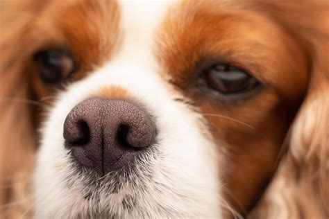 Dog Dry Nose: Causes and How to Help | Great Pet Care