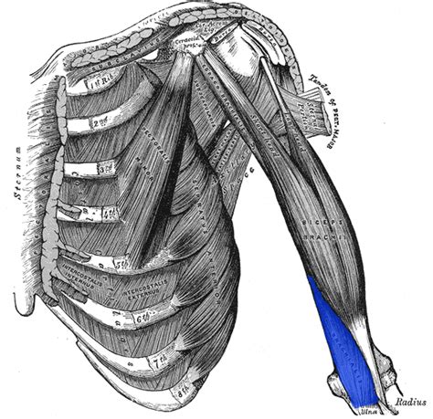 Brachialis muscle - Wikipedia