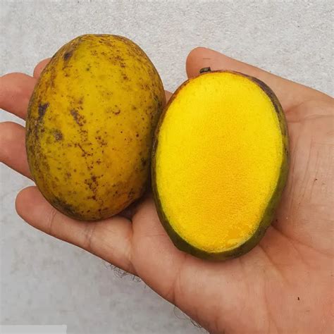 Muda Manga Ubá Enxertado Florindo. Produz no Vaso. – Mudas Rio Preto