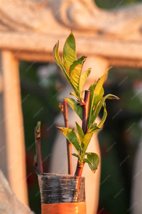 Premium Photo | Fruitful fusion peach grafting on almond rootstock
