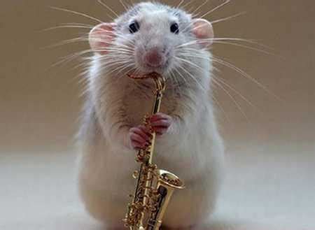 funny rat maybe : r/Apandah