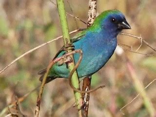 Tricolored Parrotfinch - eBird