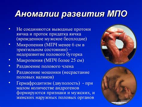 Функциональная анатомия органов мужской половой системы - презентация ...
