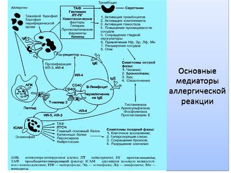 Типы аллергических реакций - online presentation