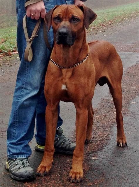 Rhodesian Ridgeback Foto | atelier-yuwa.ciao.jp