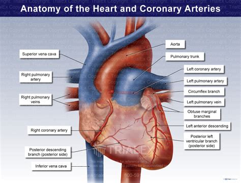 Anatomy of the Heart and Coronary Arteries - TrialQuest Inc.