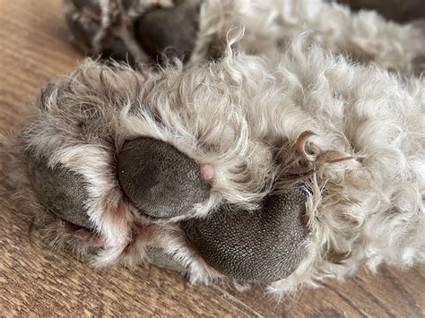 White lump on dogs foot : r/ANIMALHELP