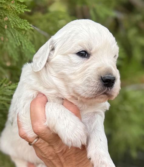 Golden Retriever Puppies For Sale In Los Angeles, CA