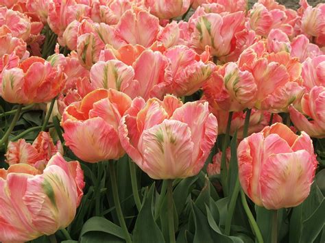 Tulips For Sale In Holland Michigan at Liam Threlfall blog