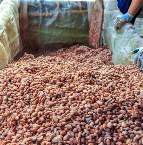 Premium Photo | Cocoa seeds to make chocolate workers scoop fermented