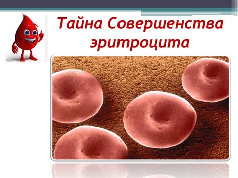 Особенности строения эритроцитов - презентация онлайн
