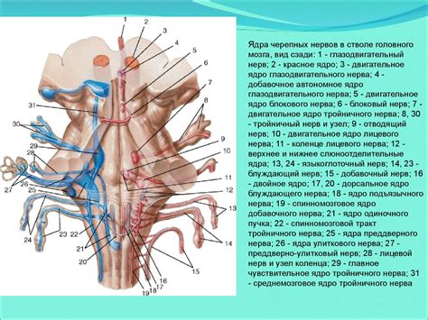 Анатомия и топография черепных нервов - презентация онлайн