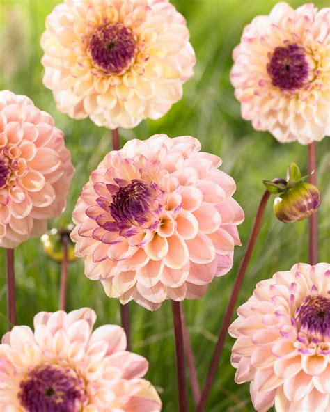 Dahlia Wine Eyed Jill | J Parker Dutch Bulbs