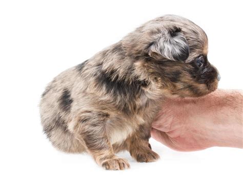 Funny puppy Chihuahua poses on a white background 12270003 Stock Photo ...