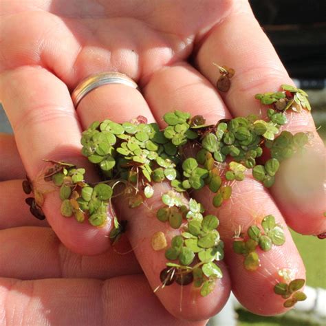 Duckweed Floating Pond Plant - Chalily Ponds & Gardens