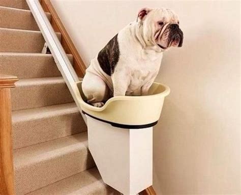 Dog mobility | Dogs, Dog care, Pet gear