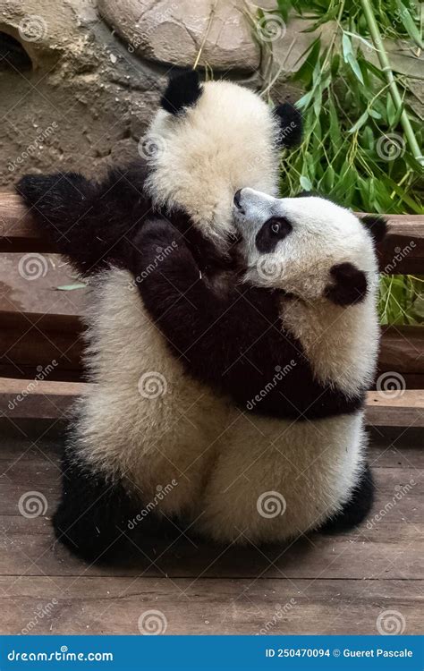 Giant Pandas, Two Babies Playing Stock Photo - Image of lizzy ...