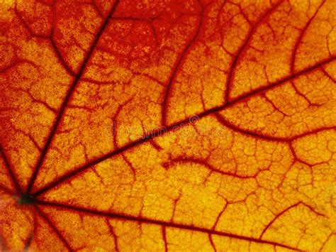 Surface of an Autumn Maple Leaf in the Light, Anatomy, Biological Structure of a Tree Leaf Stock ...