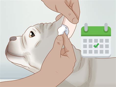 3 formas de limpiarle las orejas a un bulldog francés