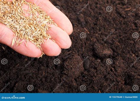 sowing hand stock photo image  young earth ecology