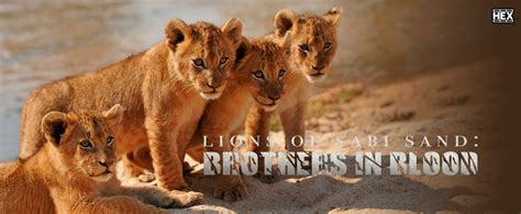 مستند برادران تنی Brothers in Blood: The Lions of Sabi Sand