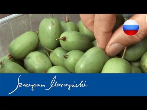 Actinidia – Актинидия - Производственная плантация мини киви - YouTube