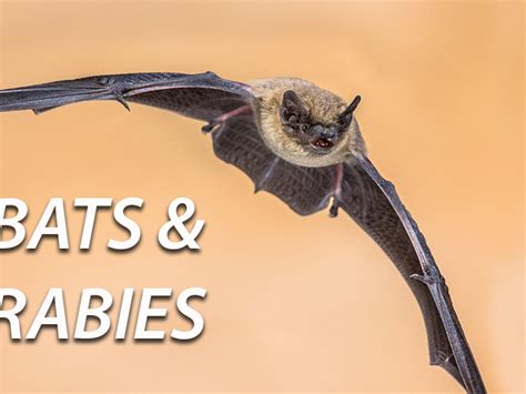 Avoid Risk of Rabies from Bats | Chautauqua County, NY